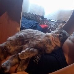 Подробнее об объявлении «Пропал кот улица 22 апреля 53 Омск» Фото: пропала кошка  «Пропал кот улица 22 апреля 53 Омск» в г. Омск