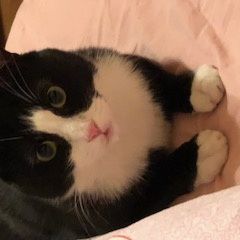 Подробнее об объявлении «Пропал кот максим Софрино» Фото: пропала кошка  «Пропал кот максим Софрино» в г. Софрино