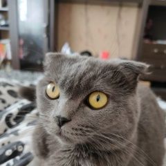 Подробнее об объявлении «Краснодар Пропала кошка» Фото: пропала кошка  «Краснодар Пропала кошка» в г. Краснодар