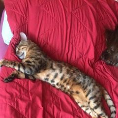 Подробнее об объявлении «Чехов Пропал кот» Фото: пропала кошка Бенгальская кошка «Чехов Пропал кот» в г. Чехов