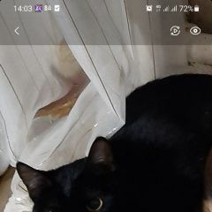 Подробнее об объявлении «Пропала кошка Тула» Фото: пропала кошка  «Пропала кошка Тула» в г. Тула