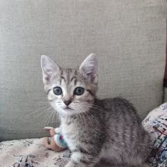 Подробнее об объявлении «Минусинск Пропал кот» Фото: пропала кошка  «Минусинск Пропал кот» в г. Минусинск