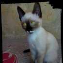 Подробнее об объявлении «Пропала кошка Кемерово» Фото: пропала кошка Сиамская «Пропала кошка Кемерово» в г. Кемерово