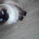 Подробнее об объявлении «Пропал кот Воскресенск» Фото: пропала кошка Сиамская «Пропал кот Воскресенск» в г. Воскресенск