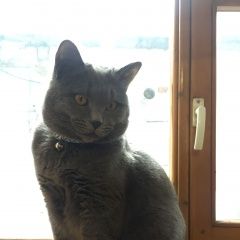 Подробнее об объявлении «Нижний Новгород Пропал кот британец» Фото: пропала кошка Британская короткошерстная кошка «Нижний Новгород Пропал кот британец» в г. Нижний Новгород