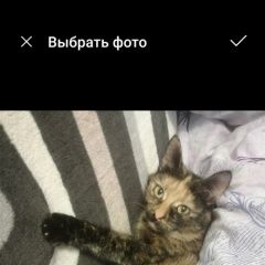 Подробнее об объявлении «Пропала кошка маруся Заречный (Пензенская обл.)» Фото: пропала кошка  «Пропала кошка маруся Заречный (Пензенская обл.)» в г. Заречный (Пензенская обл.)