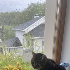 Подробнее об объявлении «Пропала кошка Домодедово» Фото: пропала кошка  «Пропала кошка Домодедово» в г. Домодедово