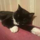 Подробнее об объявлении «Пропал кот Томск» Фото: пропала кошка  «Пропал кот Томск» в г. Томск