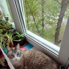 Подробнее об объявлении «Пропал кот, выползово. Подольск» Фото: пропала кошка Невская маскарадная «Пропал кот, выползово. Подольск» в г. Подольск