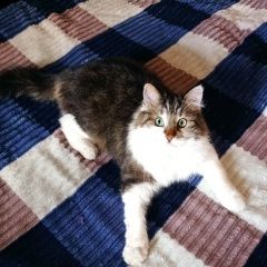 Подробнее об объявлении «Пропал кот Ставрополь» Фото: пропала кошка  «Пропал кот Ставрополь» в г. Ставрополь