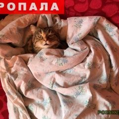 Подробнее об объявлении «Пропала кошка в п.боровский Тюмень» Фото: пропала кошка  «Пропала кошка в п.боровский Тюмень» в г. Тюмень