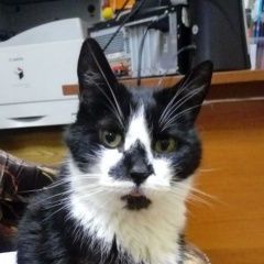 Подробнее об объявлении «Пропал кот николай Москва» Фото: пропала кошка  «Пропал кот николай Москва» в г. Москва