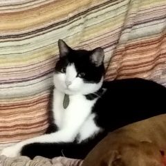 Подробнее об объявлении «Пропал кот с ошейником Малоярославец» Фото: пропала кошка  «Пропал кот с ошейником Малоярославец» в г. Малоярославец