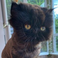 Подробнее об объявлении «Пропал кот срочно Азов» Фото: пропала кошка Персидская кошка «Пропал кот срочно Азов» в г. Азов