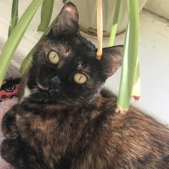 Подробнее об объявлении «Пропала кошка Москва» Фото: пропала кошка  «Пропала кошка Москва» в г. Москва