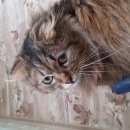 Подробнее об объявлении «Иваново Пропал кот» Фото: пропала кошка  «Иваново Пропал кот» в г. Иваново