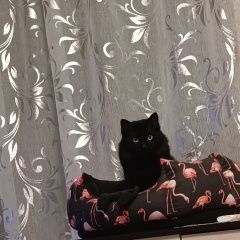 ����: ������� �����  �������� ����� ���������� �������� ����� �����...� � �. ����������� ���������� ���.