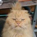 Подробнее об объявлении «Пропал кот помогите в поиске домашнего любимца Кубинка» Фото: пропала кошка Персидская «Пропал кот помогите в поиске домашнего любимца...» в г. Кубинка