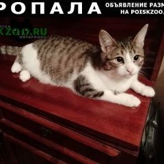 Подробнее об объявлении «Казань Пропала кошка» Фото: пропала кошка  «Казань Пропала кошка» в г. Казань