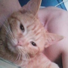 Подробнее об объявлении «Пропал котик Шахты» Фото: пропала кошка  «Пропал котик Шахты» в г. Шахты