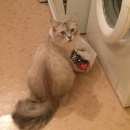 Подробнее об объявлении «Ангарск Пропал кот» Фото: пропала кошка Сибирская «Ангарск Пропал кот» в г. Ангарск