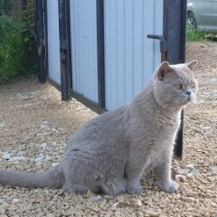 Подробнее об объявлении «Чехов Пропал кот породы британец, пепельный» Фото: пропала кошка Британская короткошерстная кошка «Чехов Пропал кот породы британец, пепельный» в г. Чехов