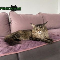 Подробнее об объявлении «Пропал кот Воскресенск» Фото: пропала кошка Мейн-кун «Пропал кот Воскресенск» в г. Воскресенск
