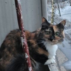 Подробнее об объявлении «Пропала кошка Москва» Фото: пропала кошка  «Пропала кошка Москва» в г. Москва