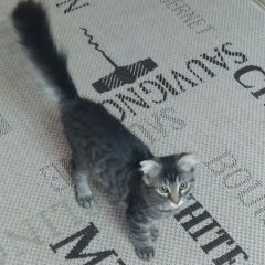 Подробнее об объявлении «Пропал кот молодой кот Кореновск» Фото: пропала кошка  «Пропал кот молодой кот Кореновск» в г. Кореновск