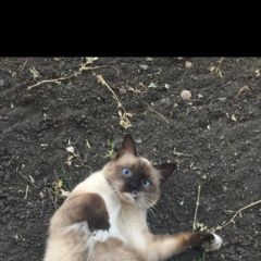 Подробнее об объявлении «Шахты Пропал кот аюта» Фото: пропала кошка Тайская «Шахты Пропал кот аюта» в г. Шахты