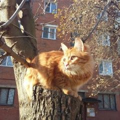 Подробнее об объявлении «Пропала кошка в районе восточной 10.к2 рыжая к Домодедово» Фото: пропала кошка  «Пропала кошка в районе восточной 10.к2 рыжая к...» в г. Домодедово