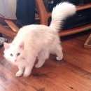Подробнее об объявлении «Лобня Пропал кот белый кот, помогите найти» Фото: пропала кошка  «Лобня Пропал кот белый кот, помогите найти» в г. Лобня