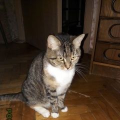 Подробнее об объявлении «Пропала кошка Москва» Фото: пропала кошка  «Пропала кошка Москва» в г. Москва