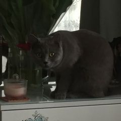 Подробнее об объявлении «Чехов Пропала кошка» Фото: пропала кошка Британская короткошерстная «Чехов Пропала кошка» в г. Чехов