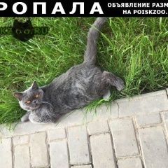 Подробнее об объявлении «Краснодар Пропала кошка шотландская» Фото: пропала кошка Скоттиш страйт (шотландская прямоухая) «Краснодар Пропала кошка шотландская» в г. Краснодар