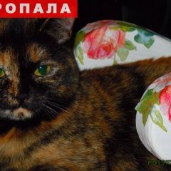 Подробнее об объявлении «Пермь Пропала кошка» Фото: пропала кошка  «Пермь Пропала кошка» в г. Пермь