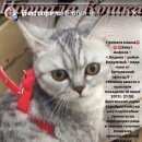 Подробнее об объявлении «Видное Пропала кошка в видном ищу кошку» Фото: пропала кошка Британская короткошерстная «Видное Пропала кошка в видном ищу кошку» в г. Видное