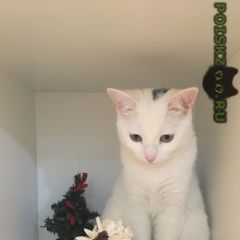 Подробнее об объявлении «Москва Пропала кошка» Фото: пропала кошка  «Москва Пропала кошка» в г. Москва