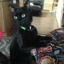 Подробнее об объявлении «Пропал кот Троицк» Фото: пропала кошка  «Пропал кот Троицк» в г. Троицк