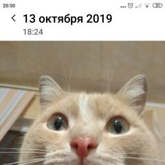 Подробнее об объявлении «Пропал кот персиковый кот, в синем ошейнике Красноярск» Фото: пропала кошка  «Пропал кот персиковый кот, в синем ошейнике...» в г. Красноярск