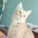 Подробнее об объявлении «Пропал кот рыжий Краснодар» Фото: пропала кошка  «Пропал кот рыжий Краснодар» в г. Краснодар
