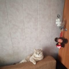 Подробнее об объявлении «Пропал кот верните за вознашрождение Торжок» Фото: пропала кошка Британская длинношерстная кошка «Пропал кот верните за вознашрождение Торжок» в г. Торжок