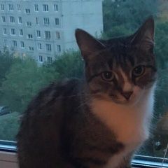 Подробнее об объявлении «Пропала кошка Дмитров» Фото: пропала кошка  «Пропала кошка Дмитров» в г. Дмитров
