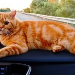 Подробнее об объявлении «Пропала кошка Нижний Новгород» Фото: пропала кошка Акита-ину «Пропала кошка Нижний Новгород» в г. Нижний Новгород