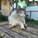 Подробнее об объявлении «Липецк Пропала кошка» Фото: пропала кошка  «Липецк Пропала кошка» в г. Липецк
