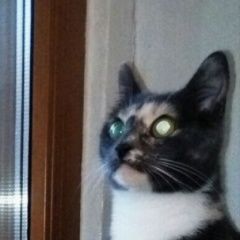 Подробнее об объявлении «Пропала кошка года Москва» Фото: пропала кошка  «Пропала кошка года Москва» в г. Москва
