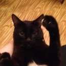 Подробнее об объявлении «Омск Пропал кот чёрный кот     =(((» Фото: пропала кошка  «Омск Пропал кот чёрный кот     =(((» в г. Омск