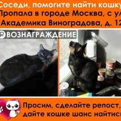 Подробнее об объявлении «Пропала кошка Москва» Фото: пропала кошка Европейская короткошерстная «Пропала кошка Москва» в г. Москва