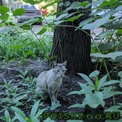 Подробнее об объявлении «Пропал кот Самара» Фото: пропала кошка  «Пропал кот Самара» в г. Самара