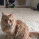 Подробнее об объявлении «Мытищи Пропал кот ищем рыжего или его новую хозяйку» Фото: пропала кошка  «Мытищи Пропал кот ищем рыжего или его новую...» в г. Мытищи